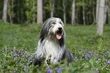 BEARDED COLLIE 234
